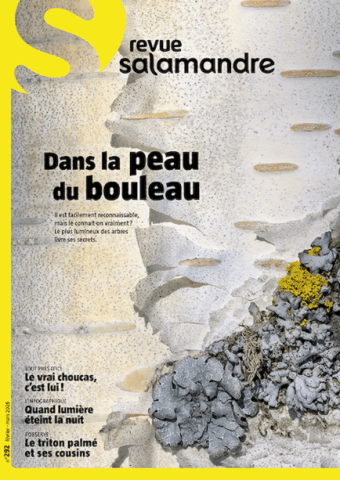 Couverture Salamandre 292